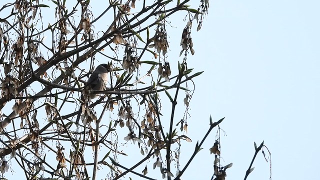 Brown Bullfinch - ML618477041