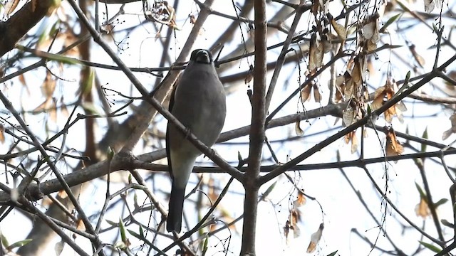 Brown Bullfinch - ML618477042