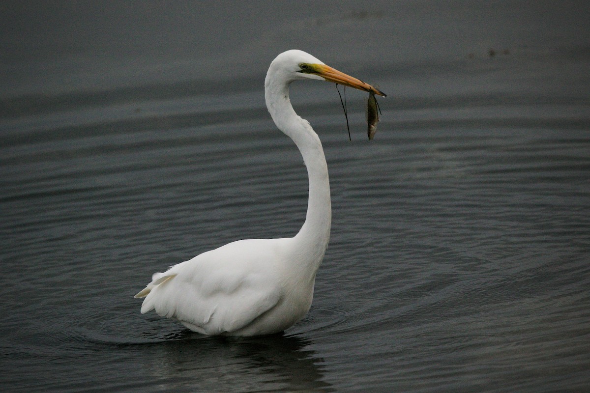 Great Egret - ML618477064