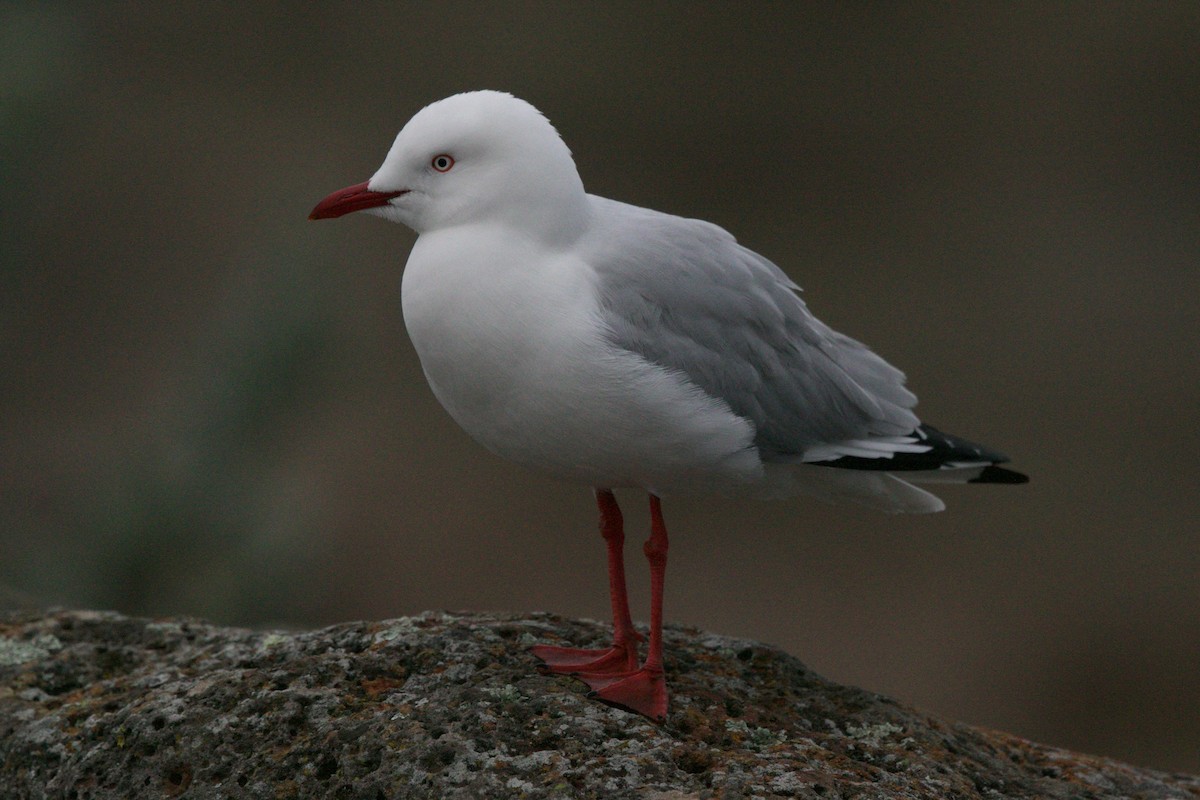 Silver Gull (Silver) - ML618477066