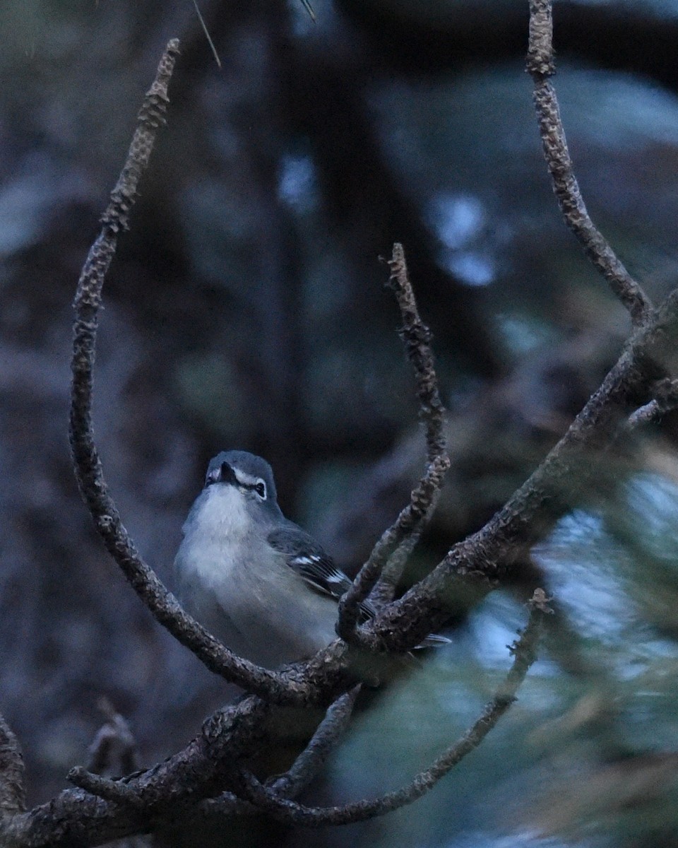 Cassin's/Plumbeous Vireo - ML618477069