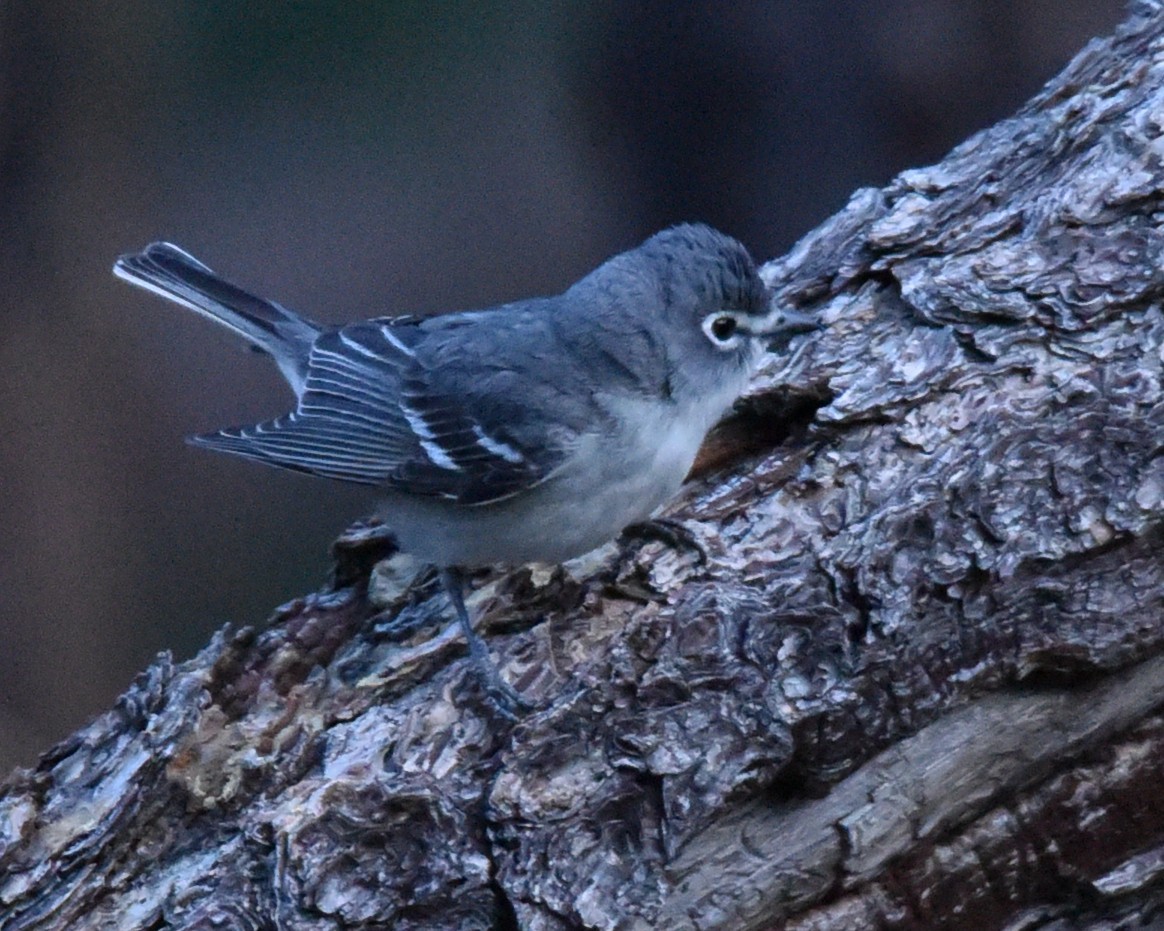 Cassin's/Plumbeous Vireo - Lynn Kohler