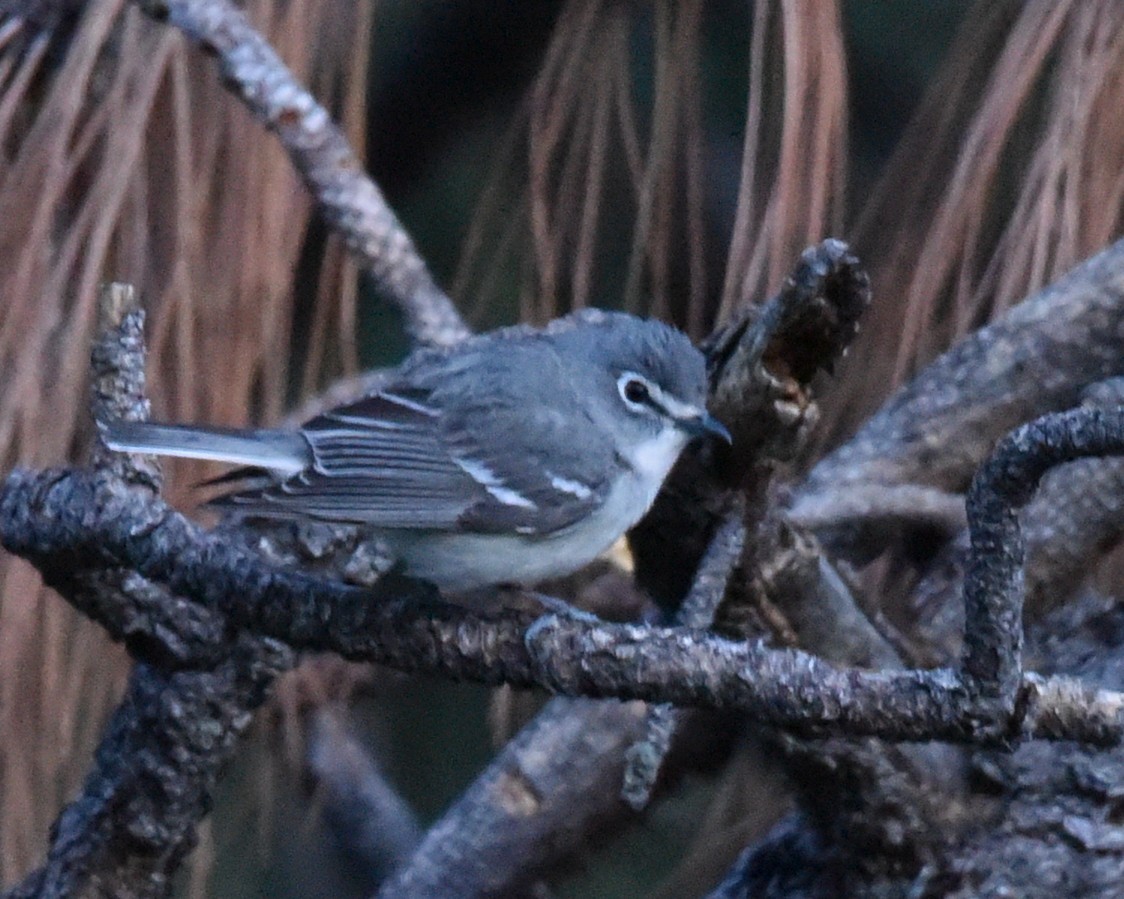 Cassin's/Plumbeous Vireo - ML618477071