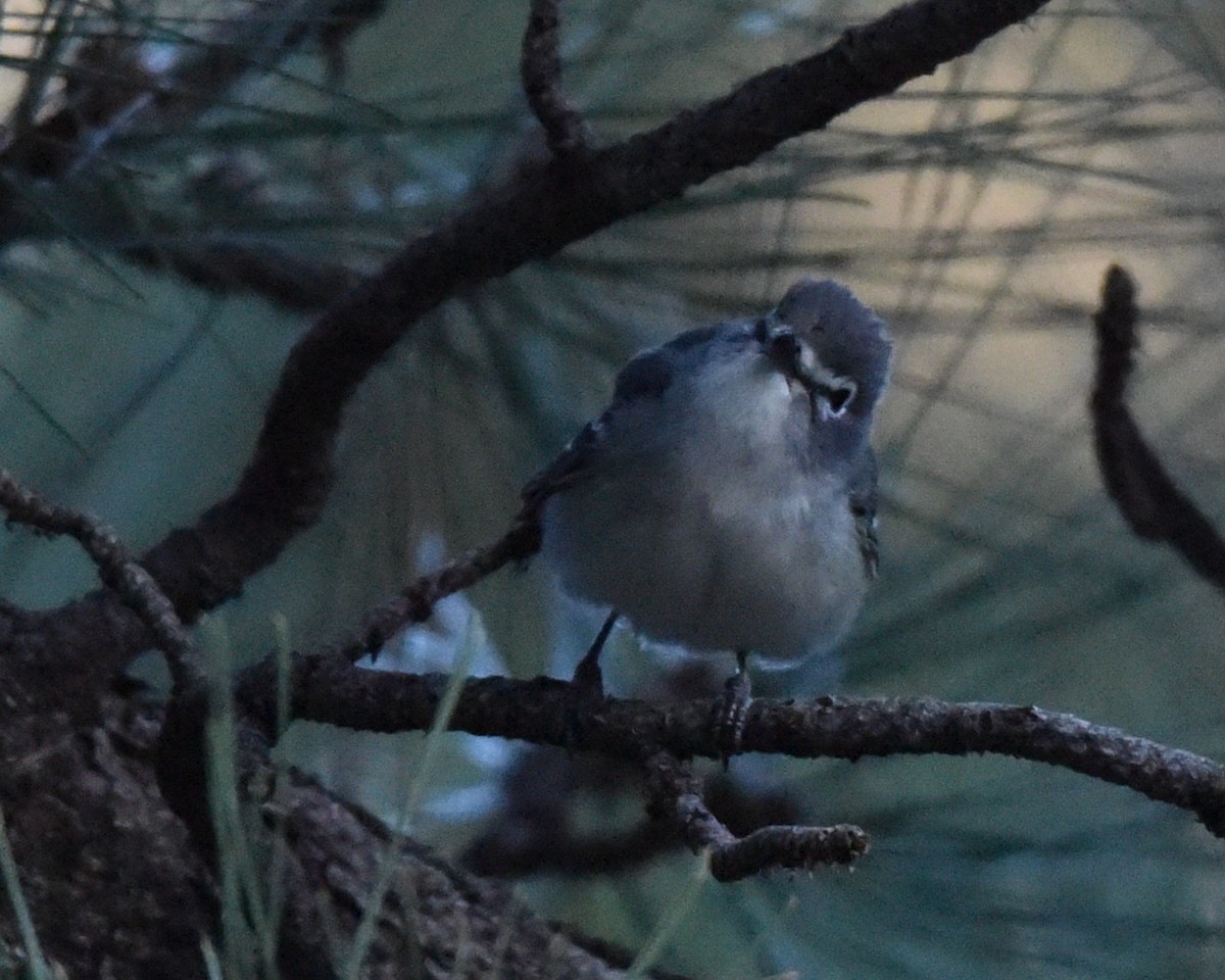 Cassin's/Plumbeous Vireo - ML618477072