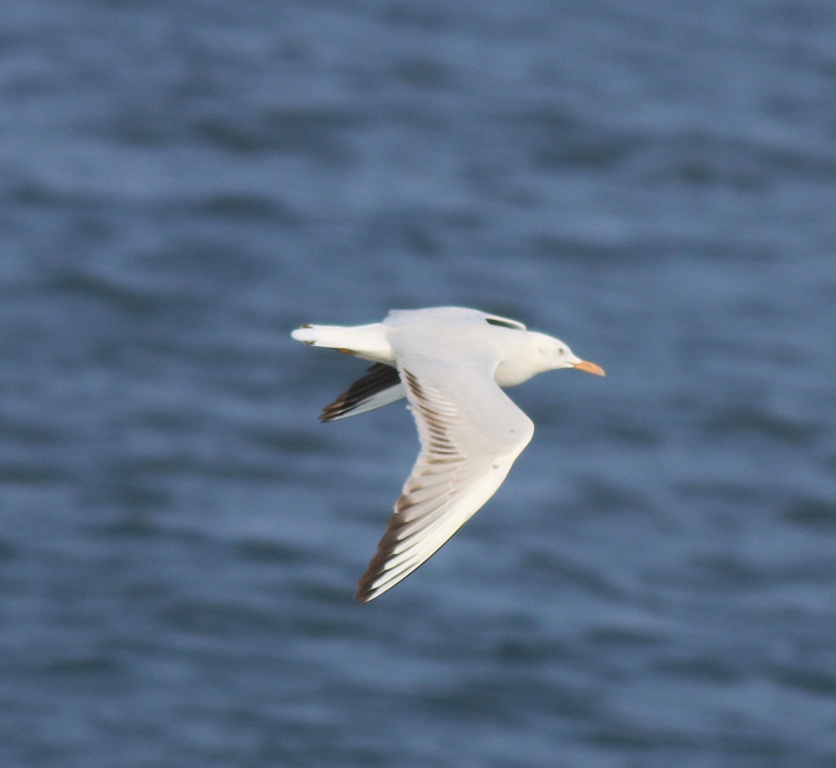 Slender-billed Gull - Afsar Nayakkan