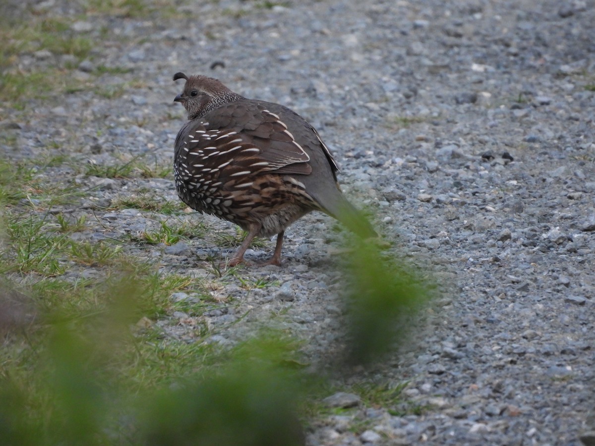 California Quail - L. Burkett