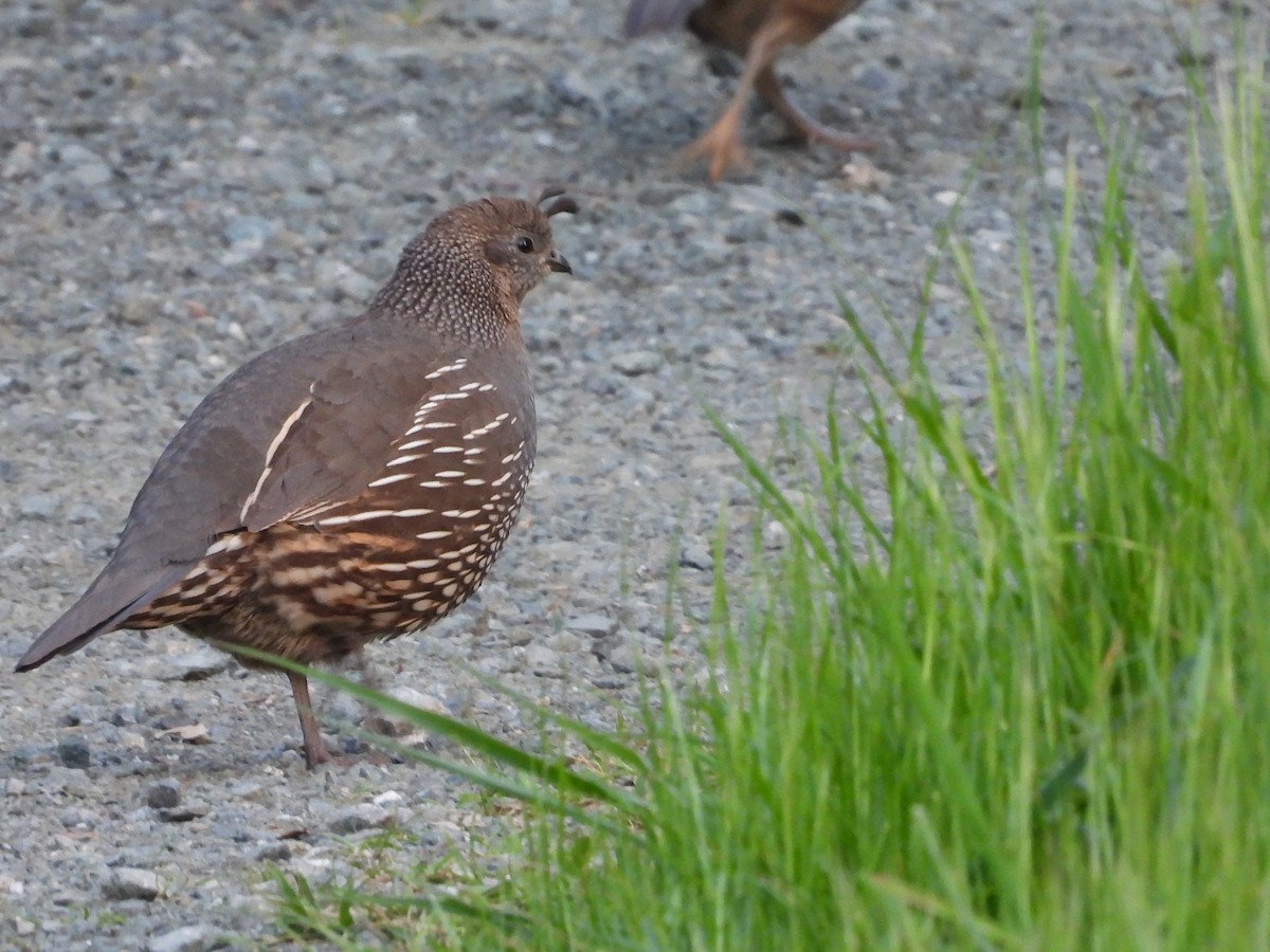 California Quail - L. Burkett