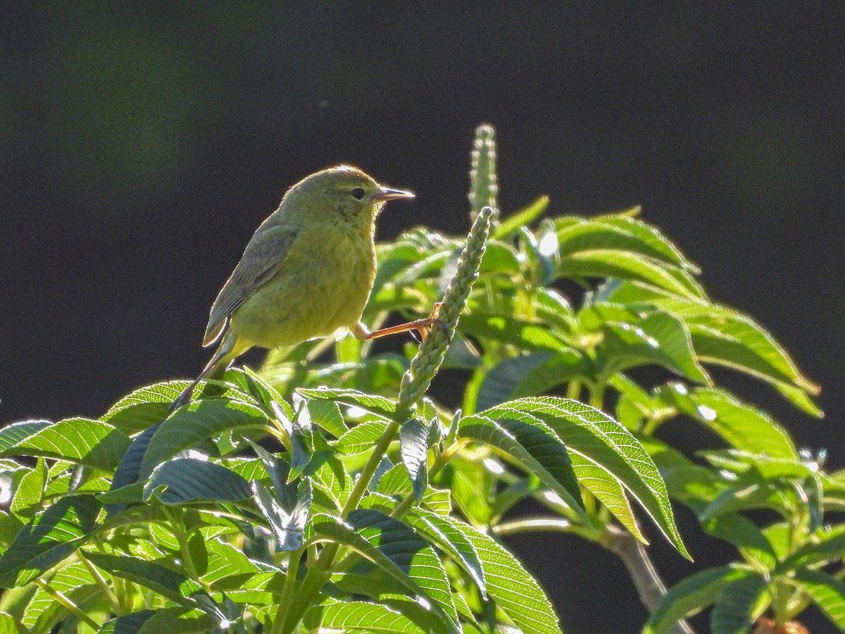 Orange-crowned Warbler - ML618477117