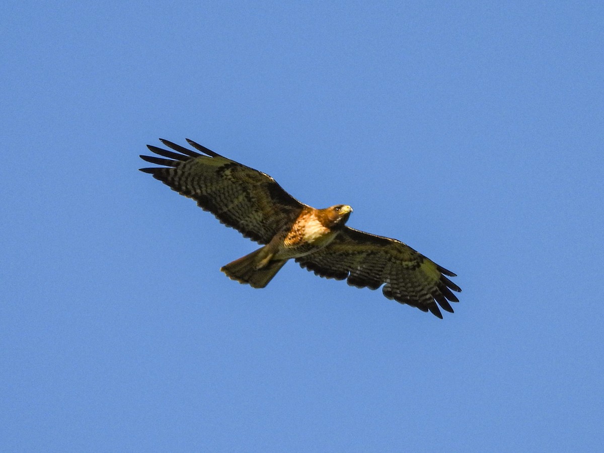 Red-tailed Hawk - L. Burkett