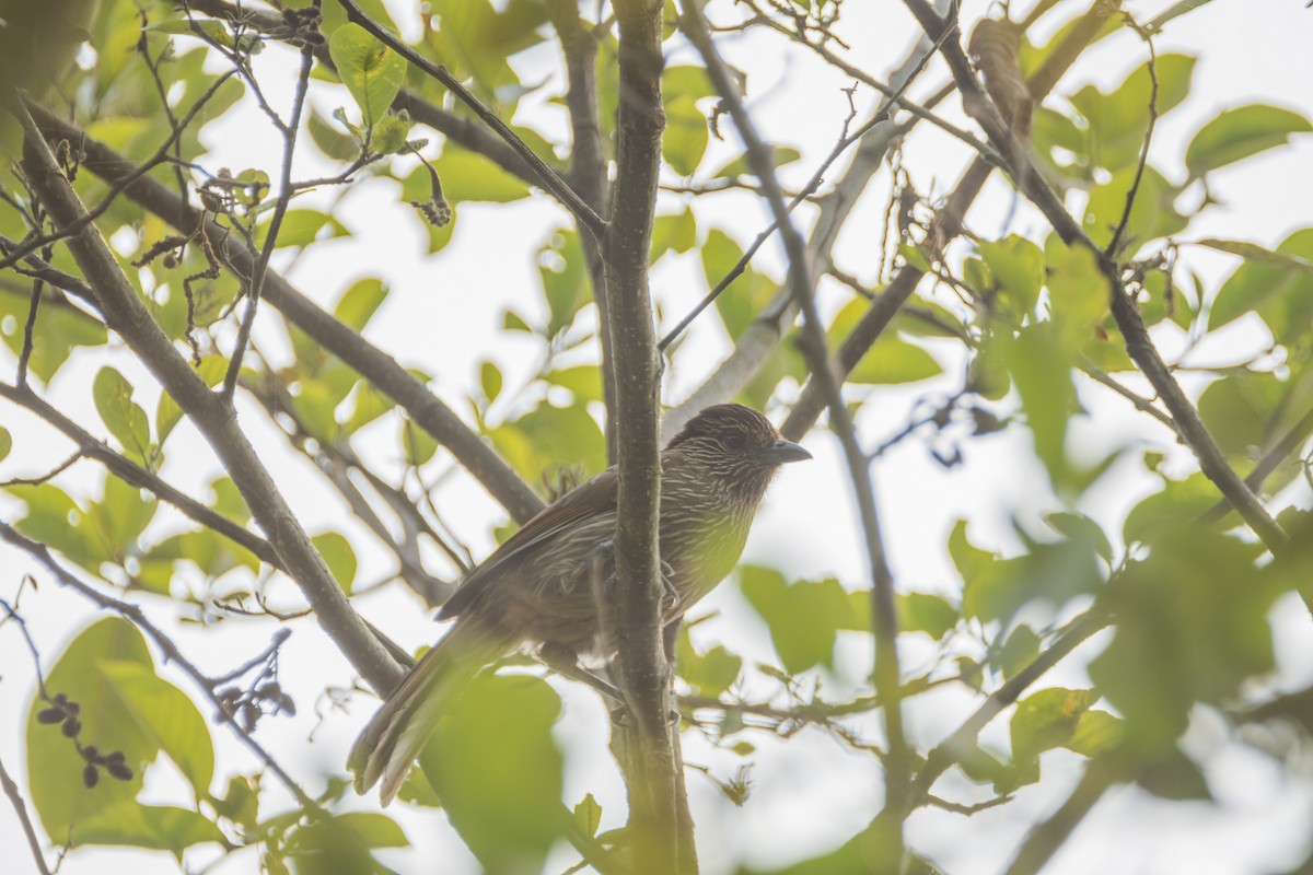 Striated Laughingthrush - ML618477136