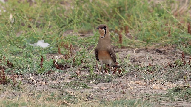 Oriental Pratincole - ML618477172