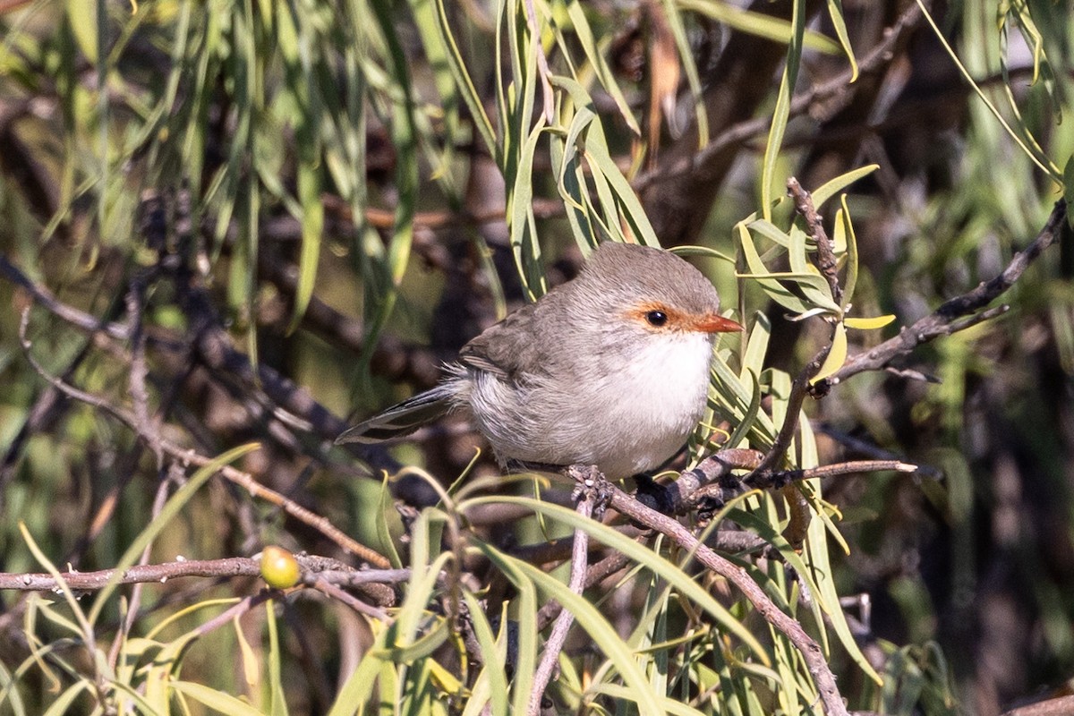 Splendid Fairywren - Richard and Margaret Alcorn