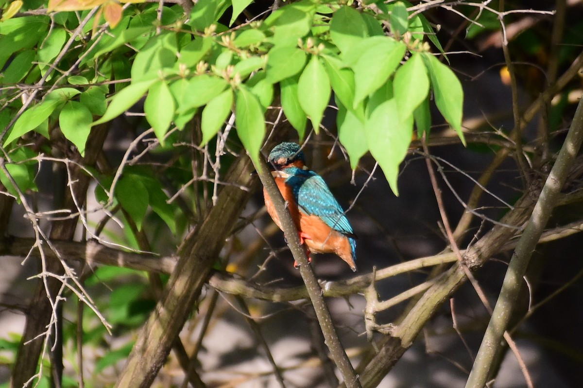 Common Kingfisher - Zhihai Liu