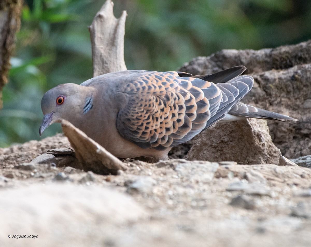 金背鳩 - ML618477224