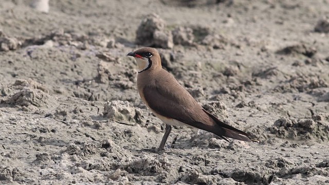 Oriental Pratincole - ML618477234