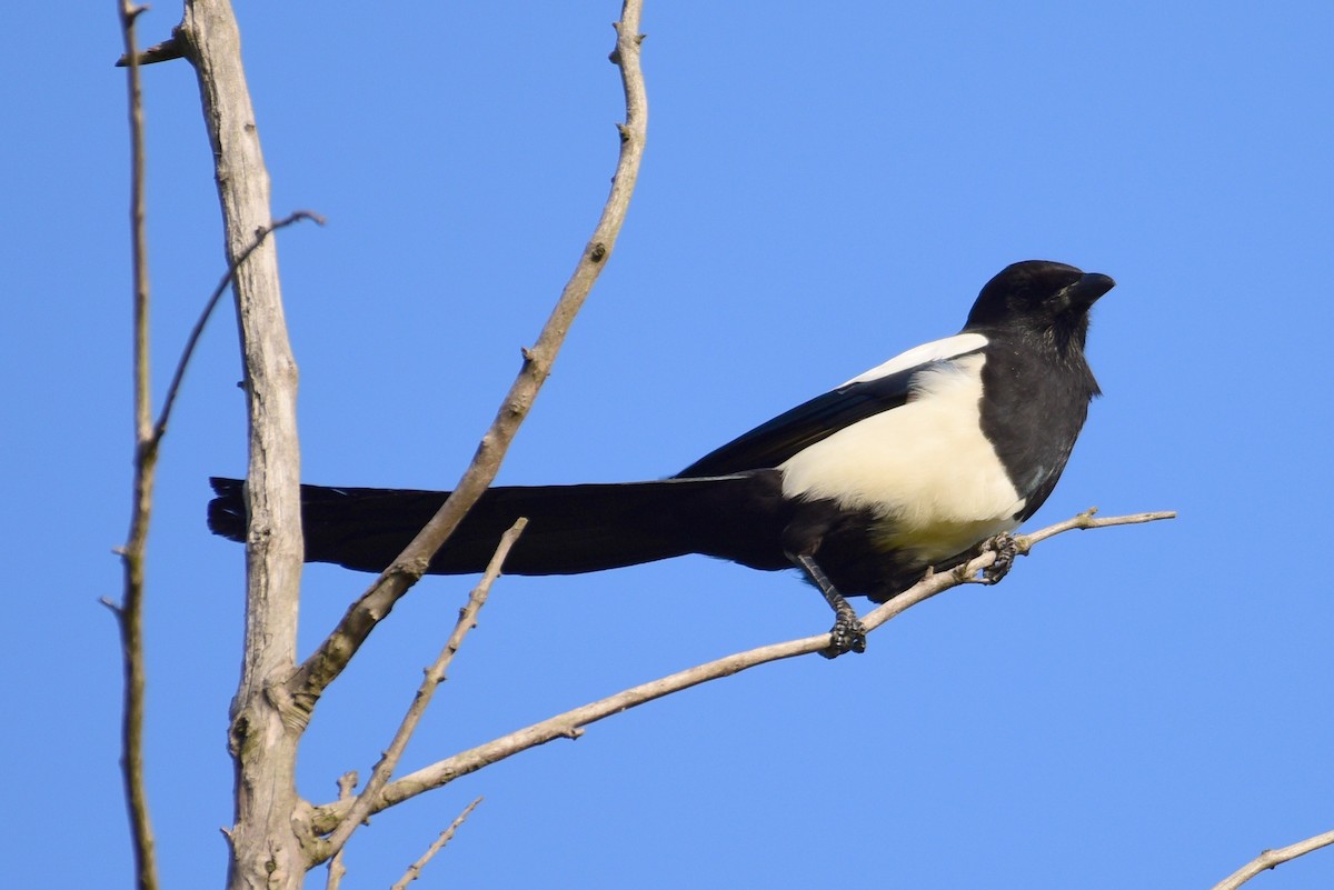 Oriental Magpie - Zhihai Liu