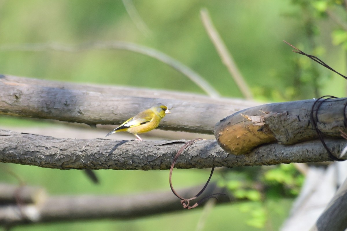 Oriental Greenfinch - Zhihai Liu