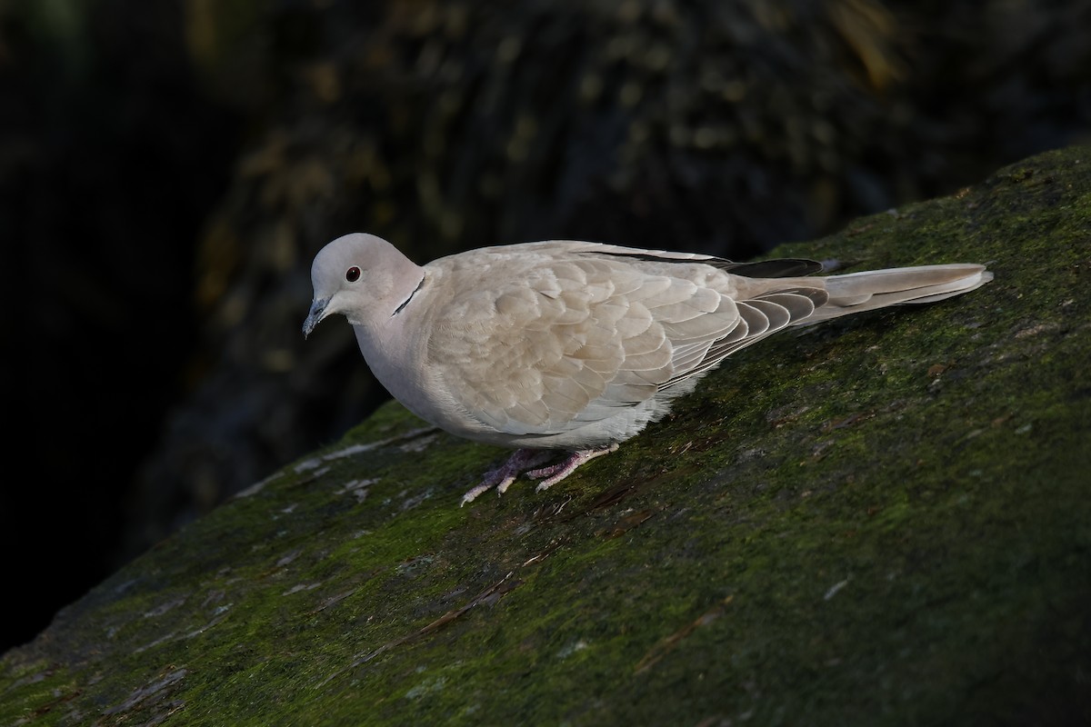 Eurasian Collared-Dove - ML618477343