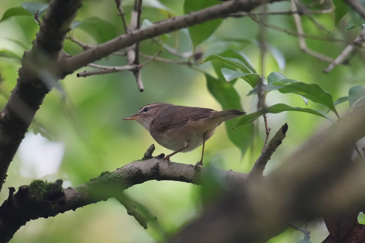 Dusky Warbler - Vincent Wu