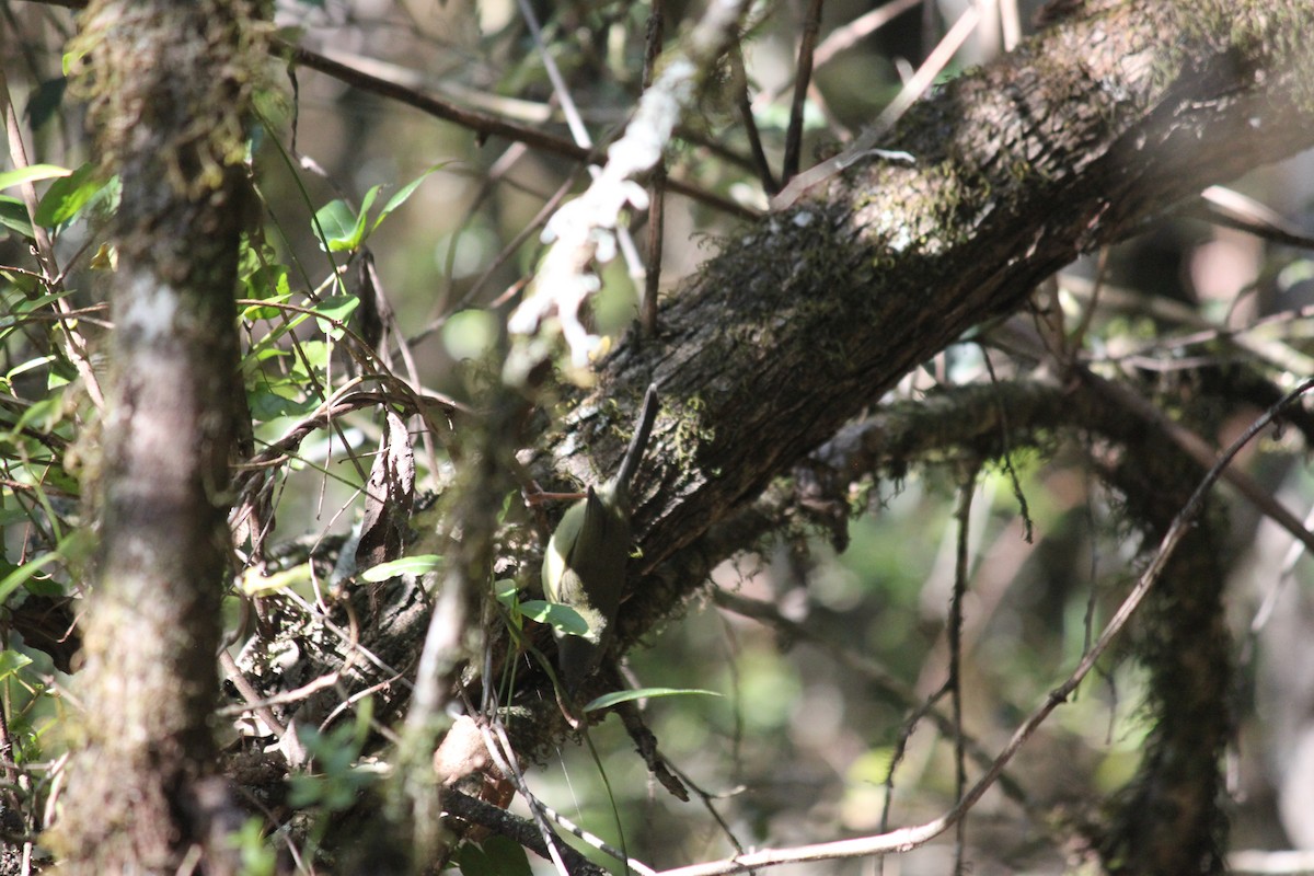 Bar-throated Apalis - Cameron Blair