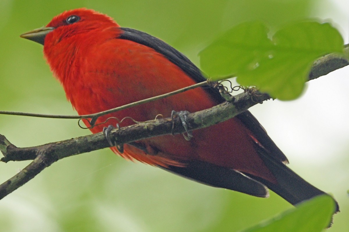 Scarlet Tanager - Timothy Carstens