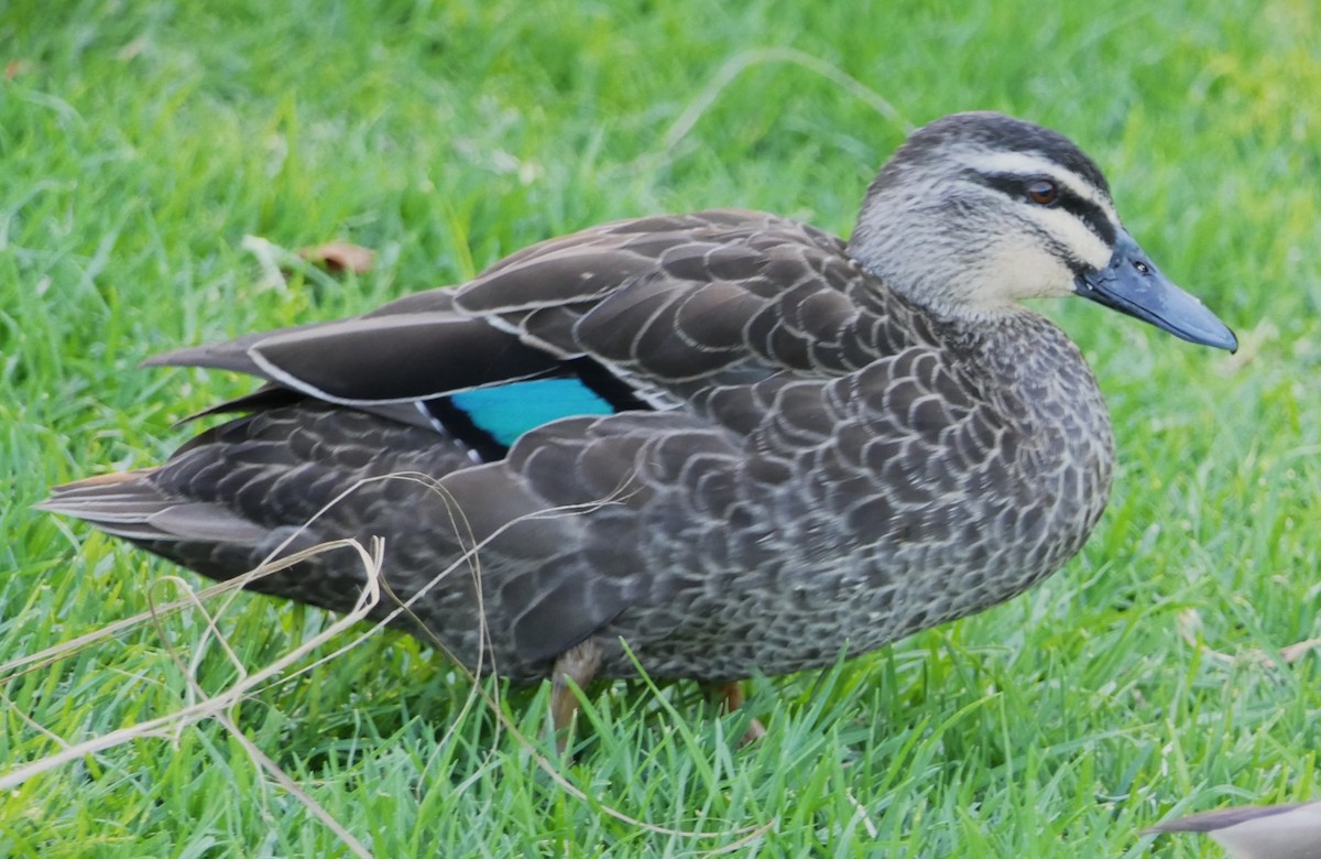 Pacific Black Duck - ML618477482