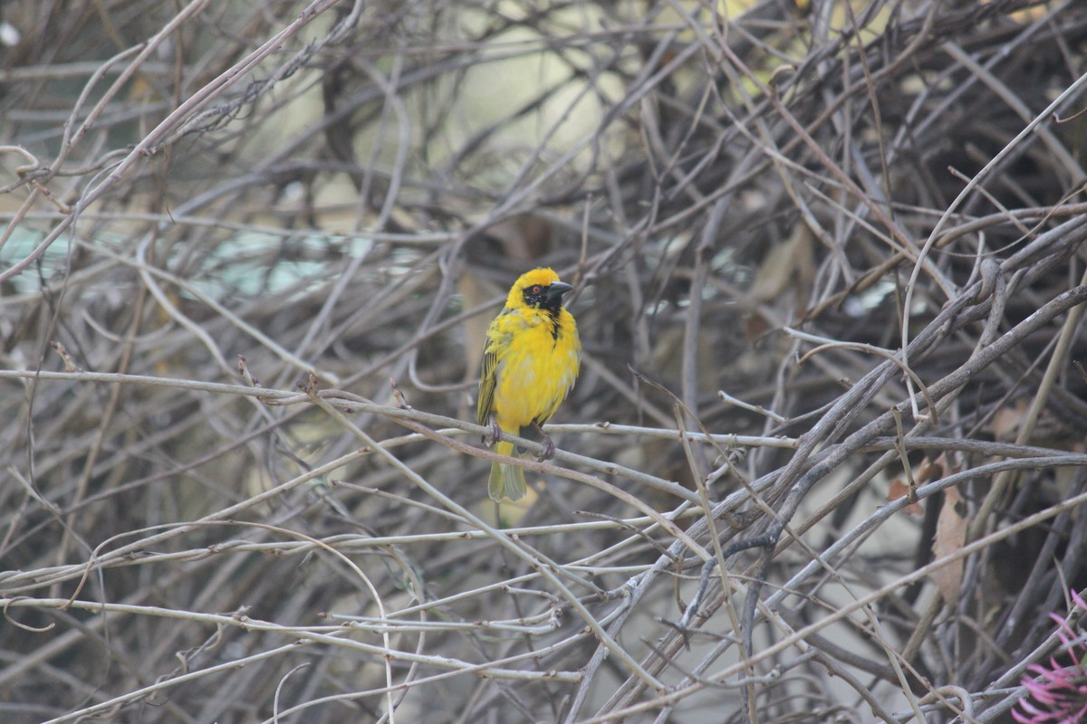 Village Weaver - Cameron Blair