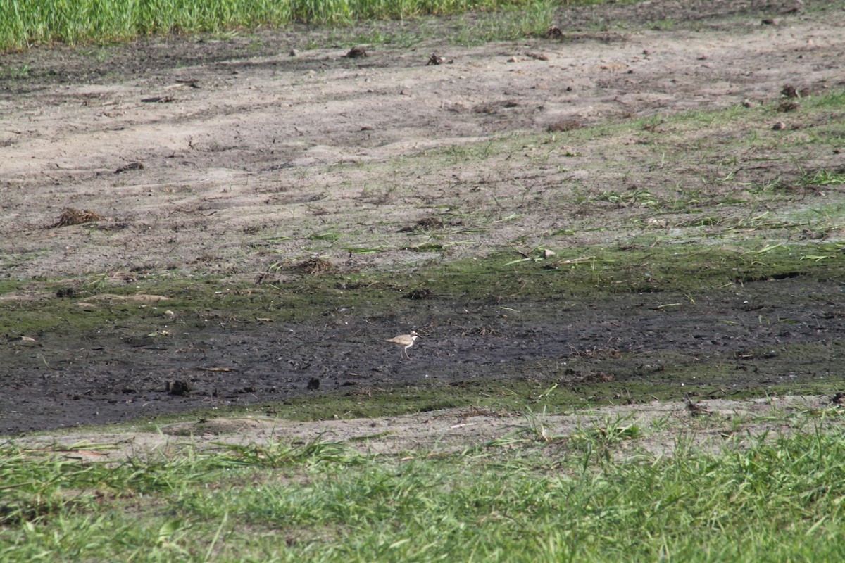 Little Ringed Plover - ML618477516