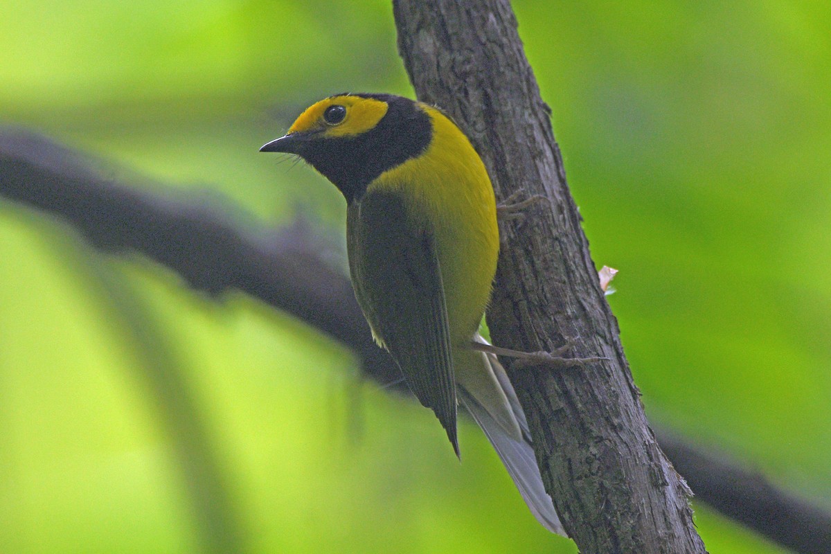 Hooded Warbler - ML618477517