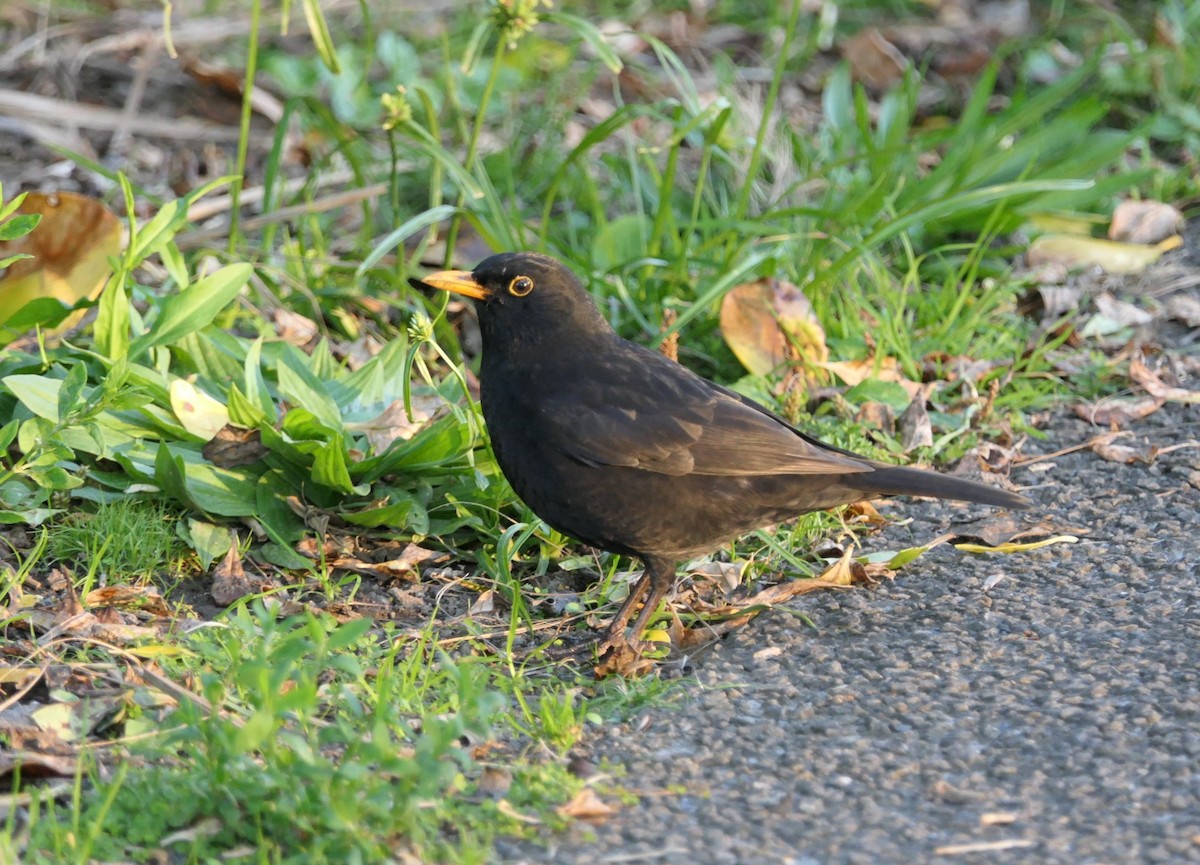 Eurasian Blackbird - ML618477524