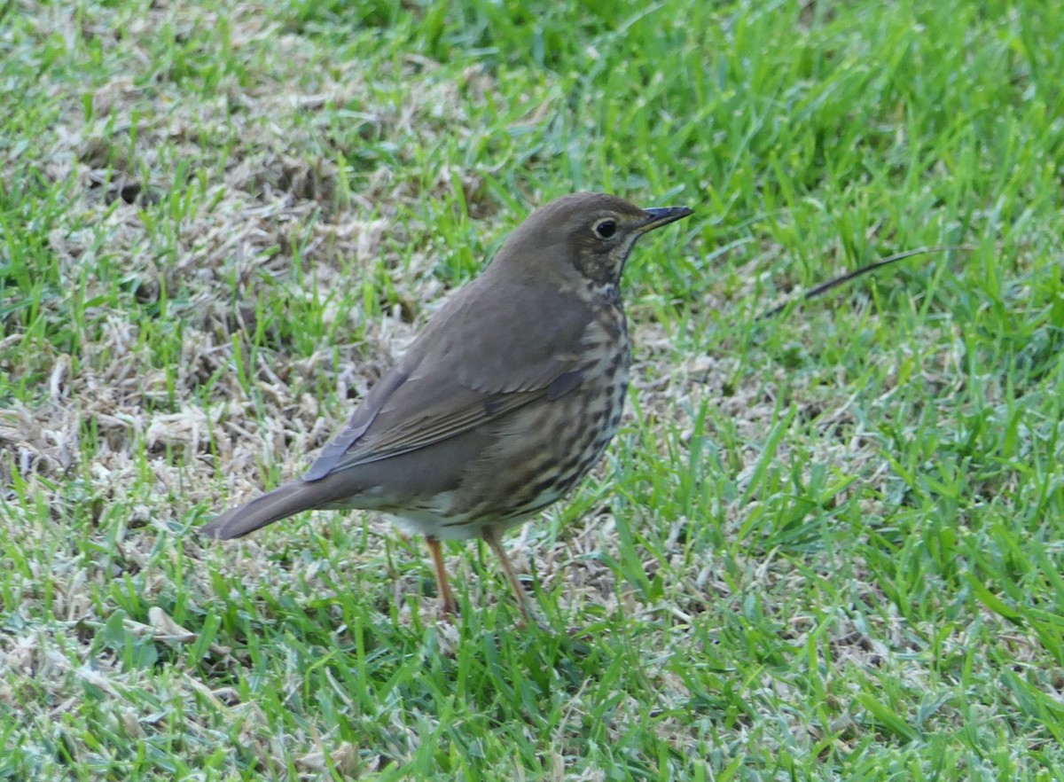 Song Thrush - ML618477545