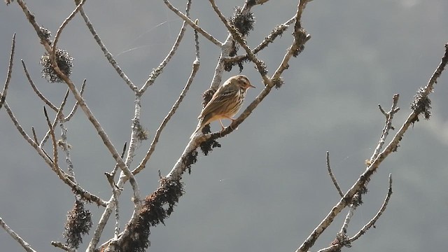 Olive-backed Pipit - ML618477561
