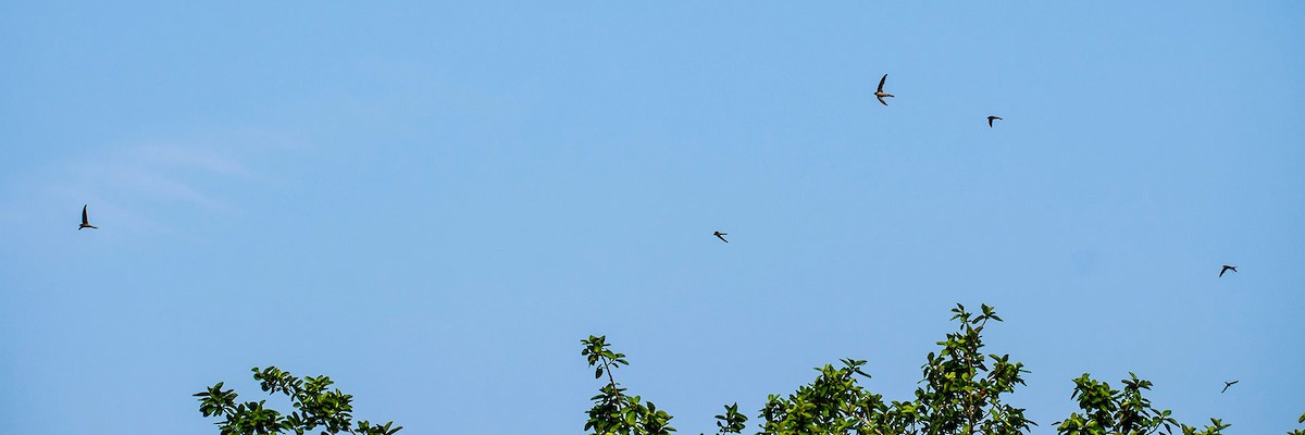 Asian Palm Swift - Prem swaroop Kolluru