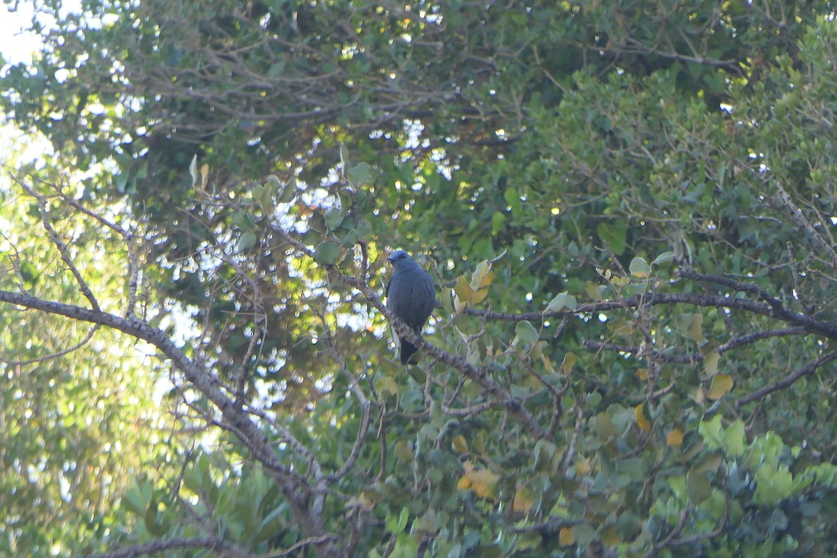 Blue Rock-Thrush - Mick Mellor