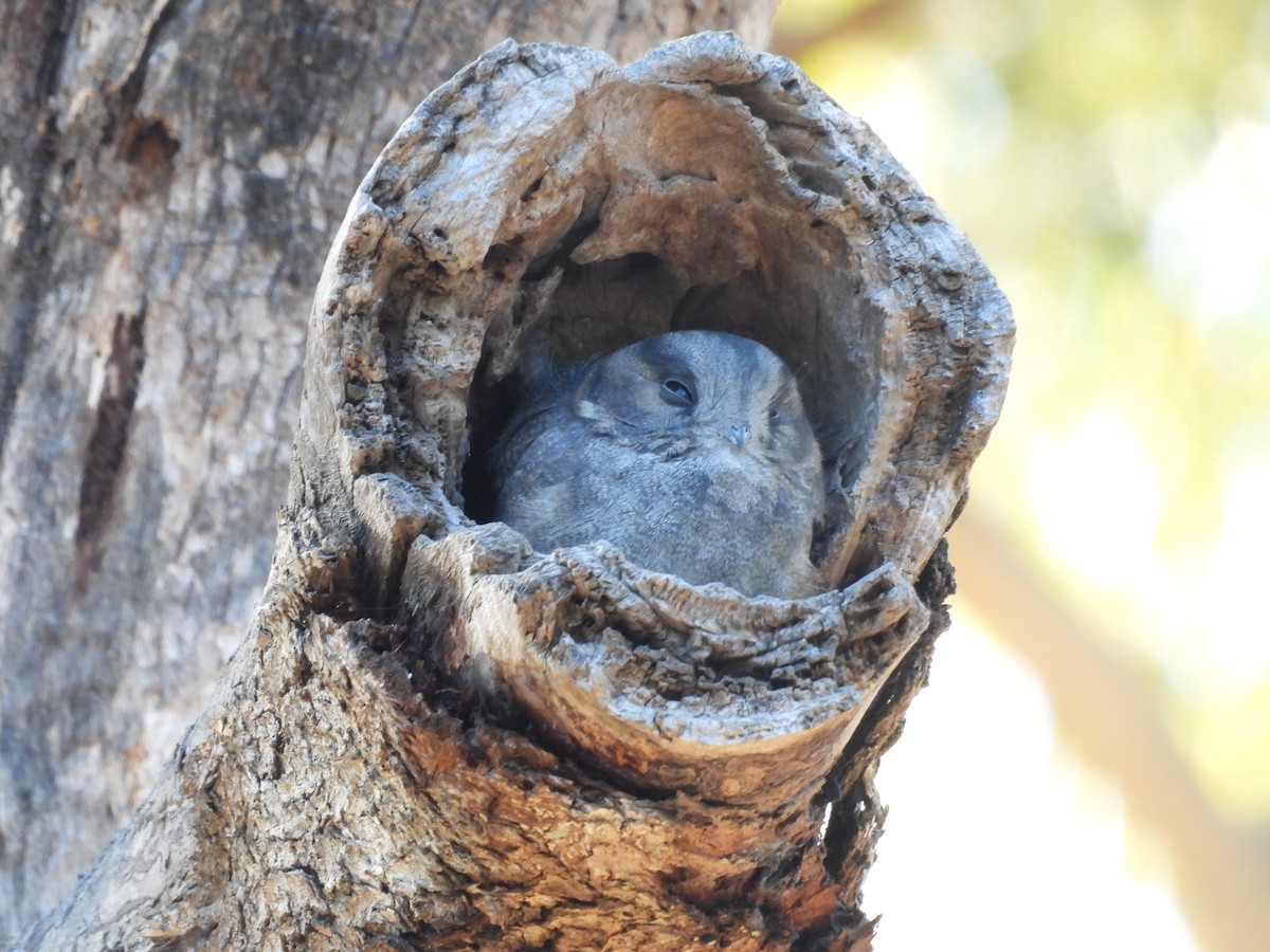 Australian Owlet-nightjar - Chanith Wijeratne