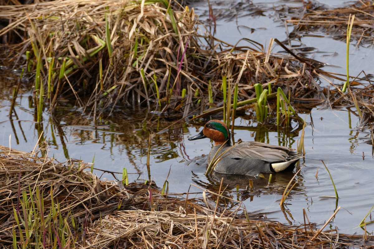 Green-winged Teal - ML618477578