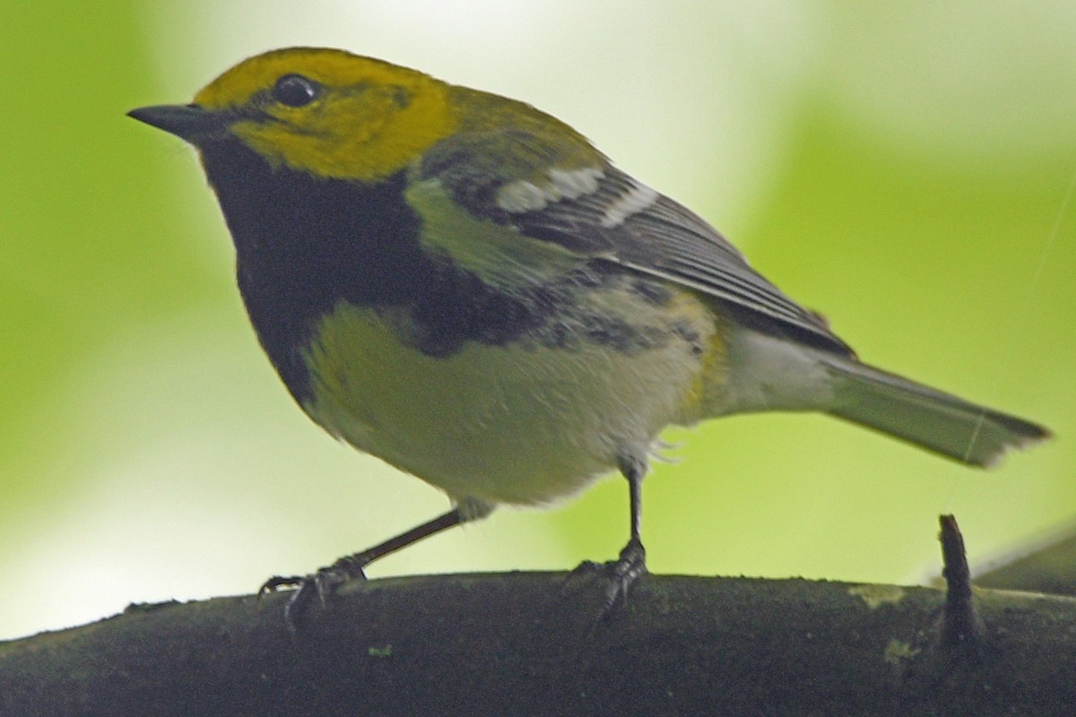 Black-throated Green Warbler - Timothy Carstens