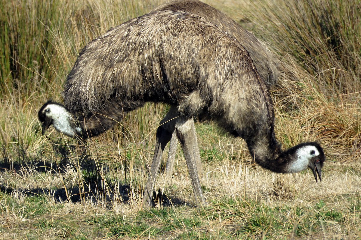 emu hnědý - ML618477606
