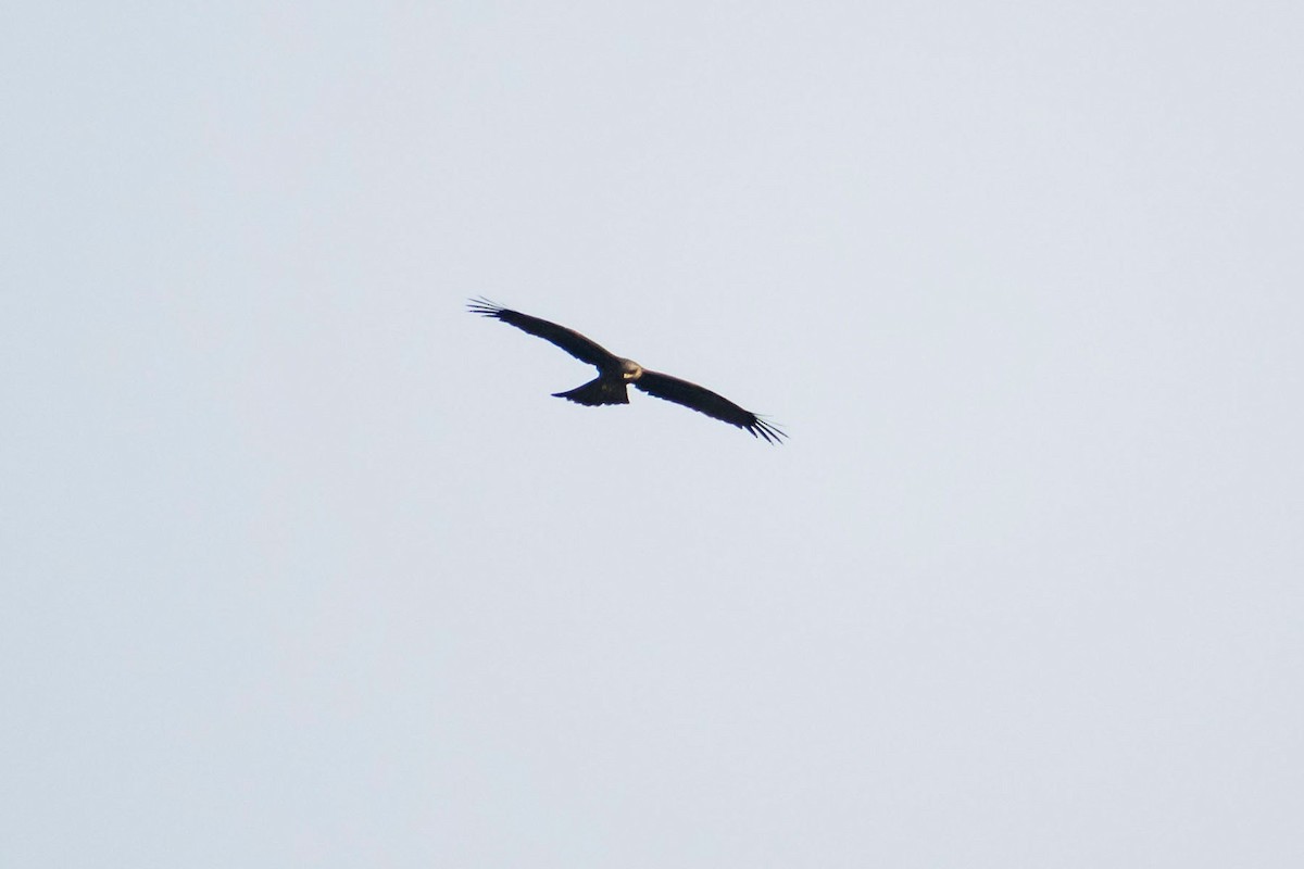 Black Kite - ML618477614