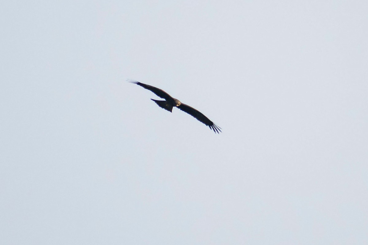 Black Kite - ML618477615