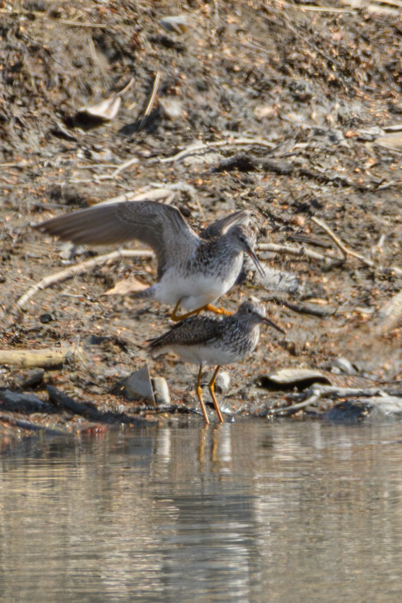 Lesser Yellowlegs - Jeremiah Fisher