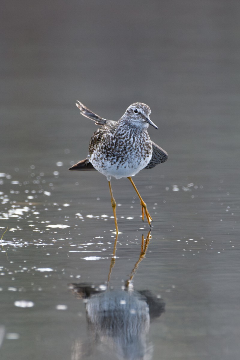 Lesser Yellowlegs - ML618477624