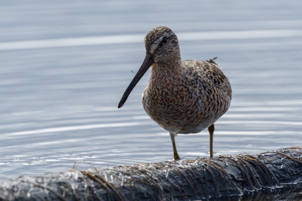 Short-billed Dowitcher - ML618477625