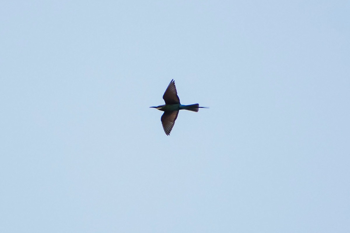 Blue-tailed Bee-eater - ML618477629