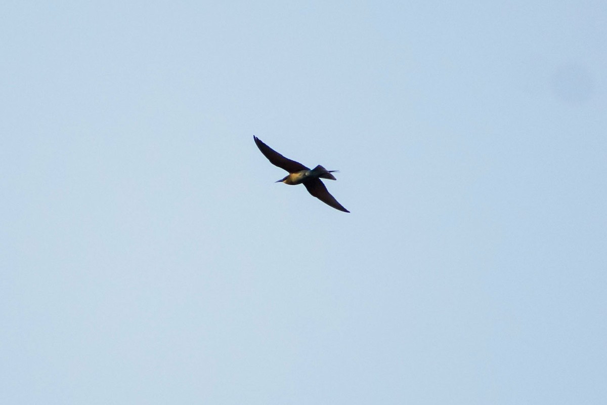 Blue-tailed Bee-eater - ML618477630