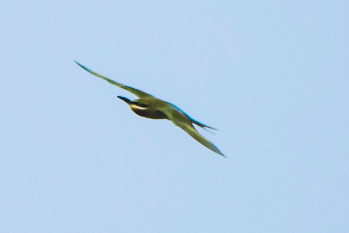 Blue-tailed Bee-eater - ML618477631