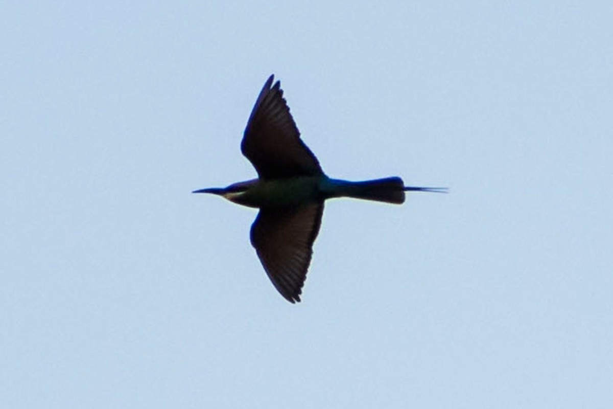 Blue-tailed Bee-eater - ML618477632