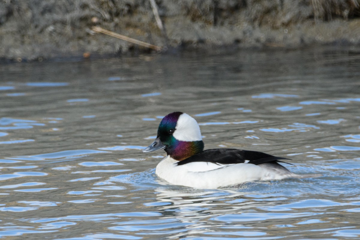 Bufflehead - ML618477644