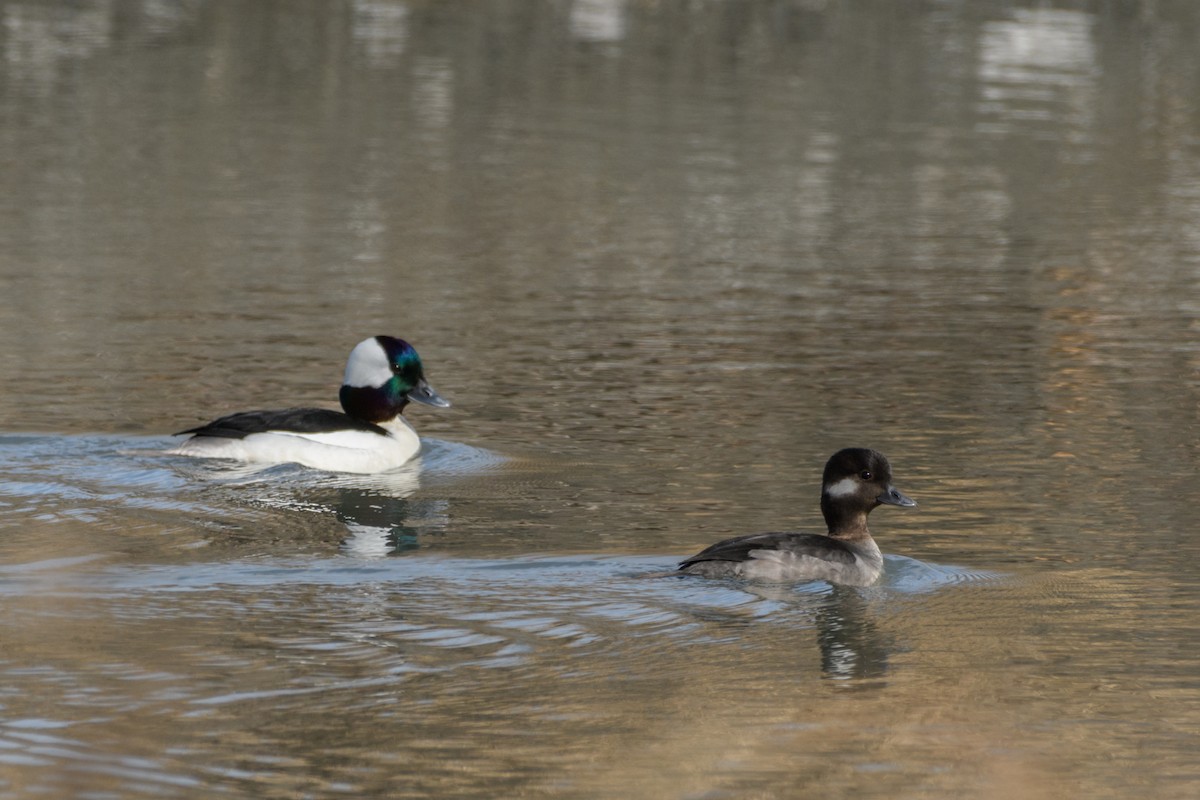 Bufflehead - ML618477645