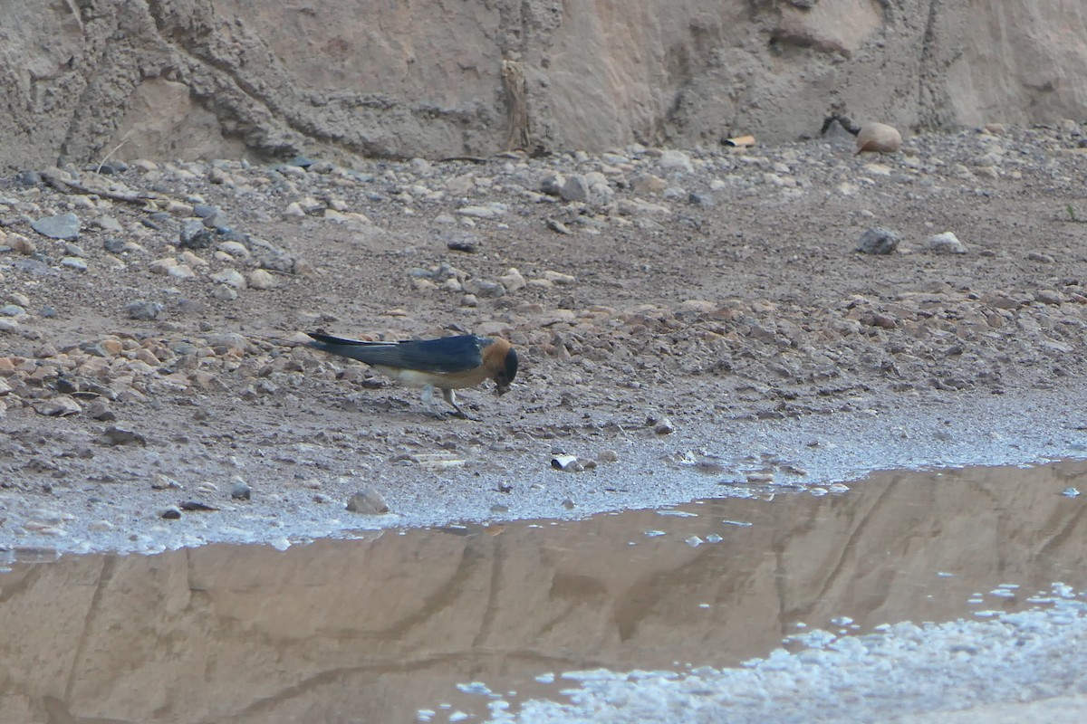 Red-rumped Swallow - Mick Mellor